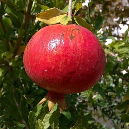 Bulk Ganesh Pomegranate Seeds (Punica granatum 'Ganesh') – 100 Pcs Fresh Rare Soft-Seeded Sweet Grenadine Pomegranate Seeds for Planting