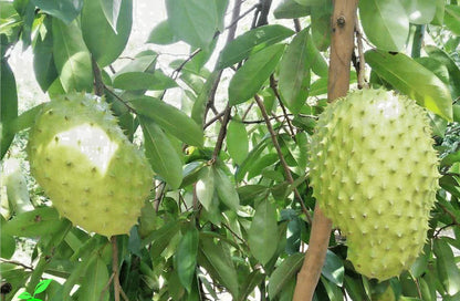 Honey Soursop Seeds (Annona muricata) – 1.000+ Premium Heirloom Extra-Sweet Honey Guanabana Seeds for Planting
