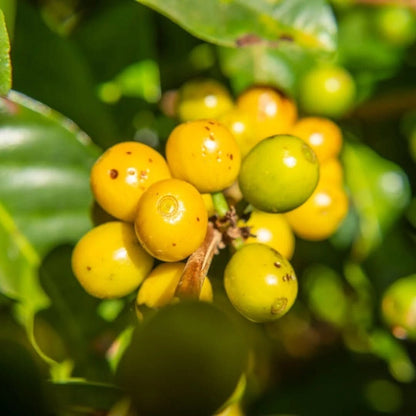 Premium Yellow Caturra Coffee Seeds (Coffea arabica var. Caturra Amarillo) – Exotic Coffee Bean Seeds for Planting (120+ Pcs)