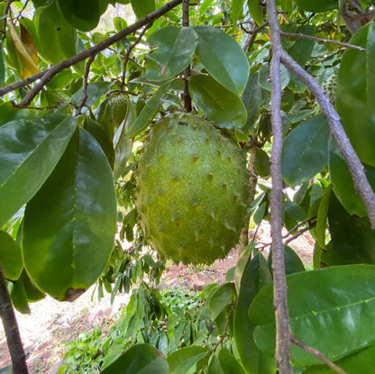 Carsiflora Soursop Seeds (Annona muricata var. Carsiflora) – Premium Sweet Creamy Tropical Guanabana Fruit Tree Seeds for Planting (100 Pcs)