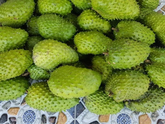 Soursop (Annona muricata) – 100+ Premium Seeds