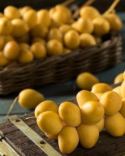 Barhi Date Palm Seeds (Phoenix dactylifera 'Barhi') – 35+ Premium Rare Honey-Sweet Butterscotch Date Seeds