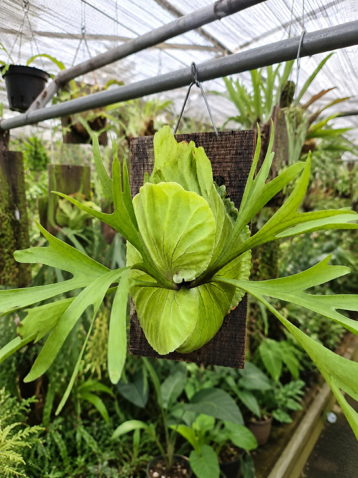 Platycerium 'Kitshakood' - Exquisite & Rare Hybrid Staghorn Fern (Mounted)