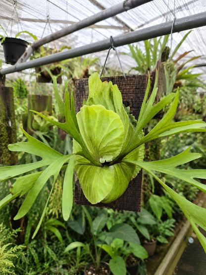 Platycerium 'Kitshakood' - Exquisite & Rare Hybrid Staghorn Fern (Mounted)