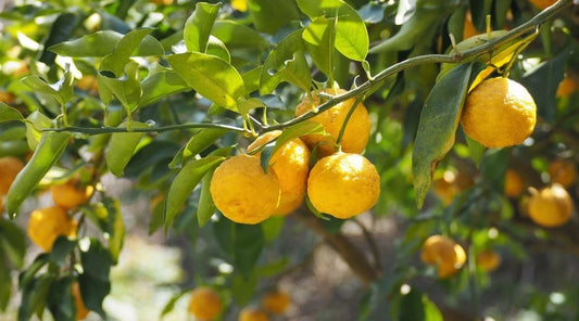 Yuzu Citrus Seeds (Citrus junos) – Premium Certified Rare Citrus Fruit Tree Seeds for Planting