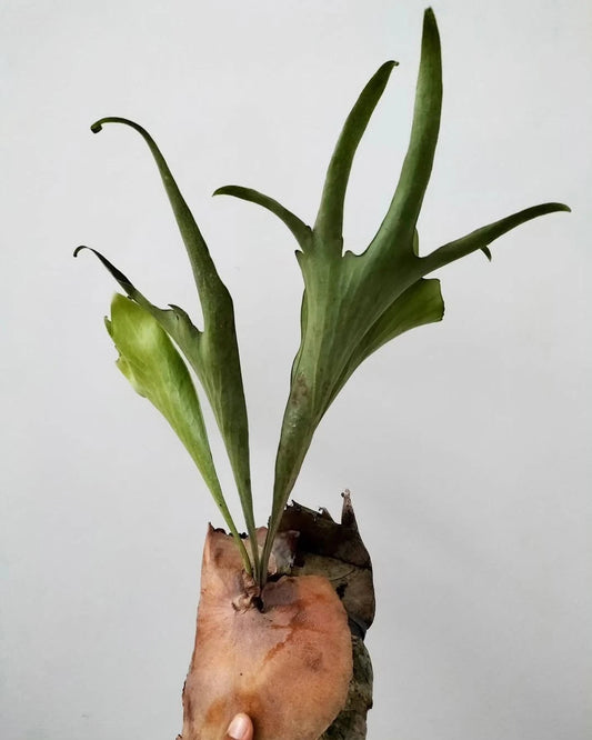 Platycerium Hillii Papuanum Fertile Erect Rare Tropical Plant (Papuan Staghorn Fern Specimen) – Premium Botanical Houseplant Spores & Cuttings for Growing