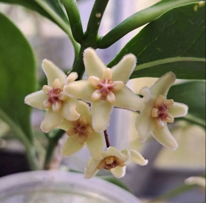 Rare Hoya Unirana - Premium Exotic Tropical Wax Plant Collector's Ivy