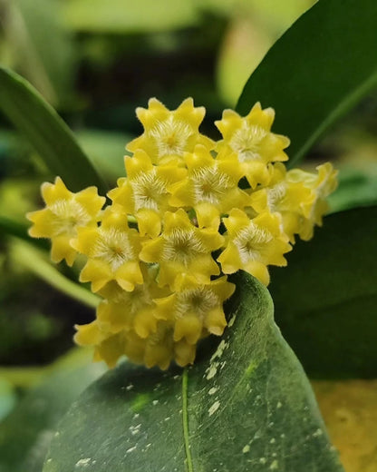 Hoya Amicabilis Yellow Bell Seeds (Rare Tropical Wax Plant Seeds) – Premium Exotic Botanical Specimen Plant Seeds for Planting
