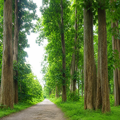 Golden Teak Tree Seeds (Tectona grandis var. Golden Teak / 50+ Premium Prime Hardwood Timber Tree Seeds) – Premium Exotic Botanical Specimen Plant Seeds for Planting