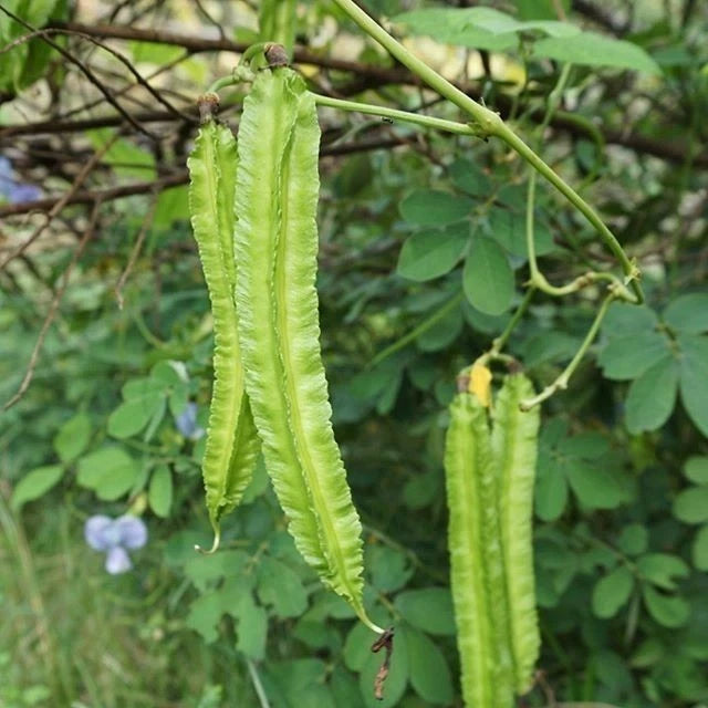 Green Winged Bean Seeds (Psophocarpus tetragonolobus) – 2,000+ Bulk Premium Asparagus Pea Seeds