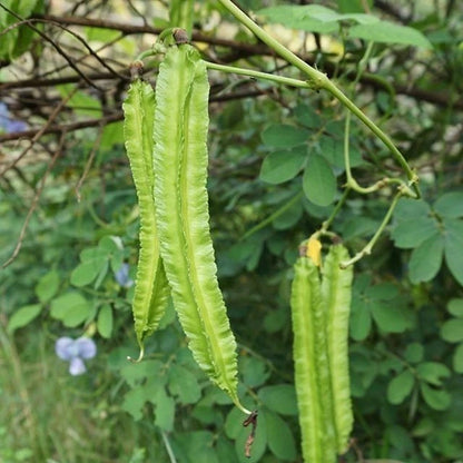 Green Winged Bean Seeds (Psophocarpus tetragonolobus) – 2,000+ Bulk Premium Asparagus Pea Seeds