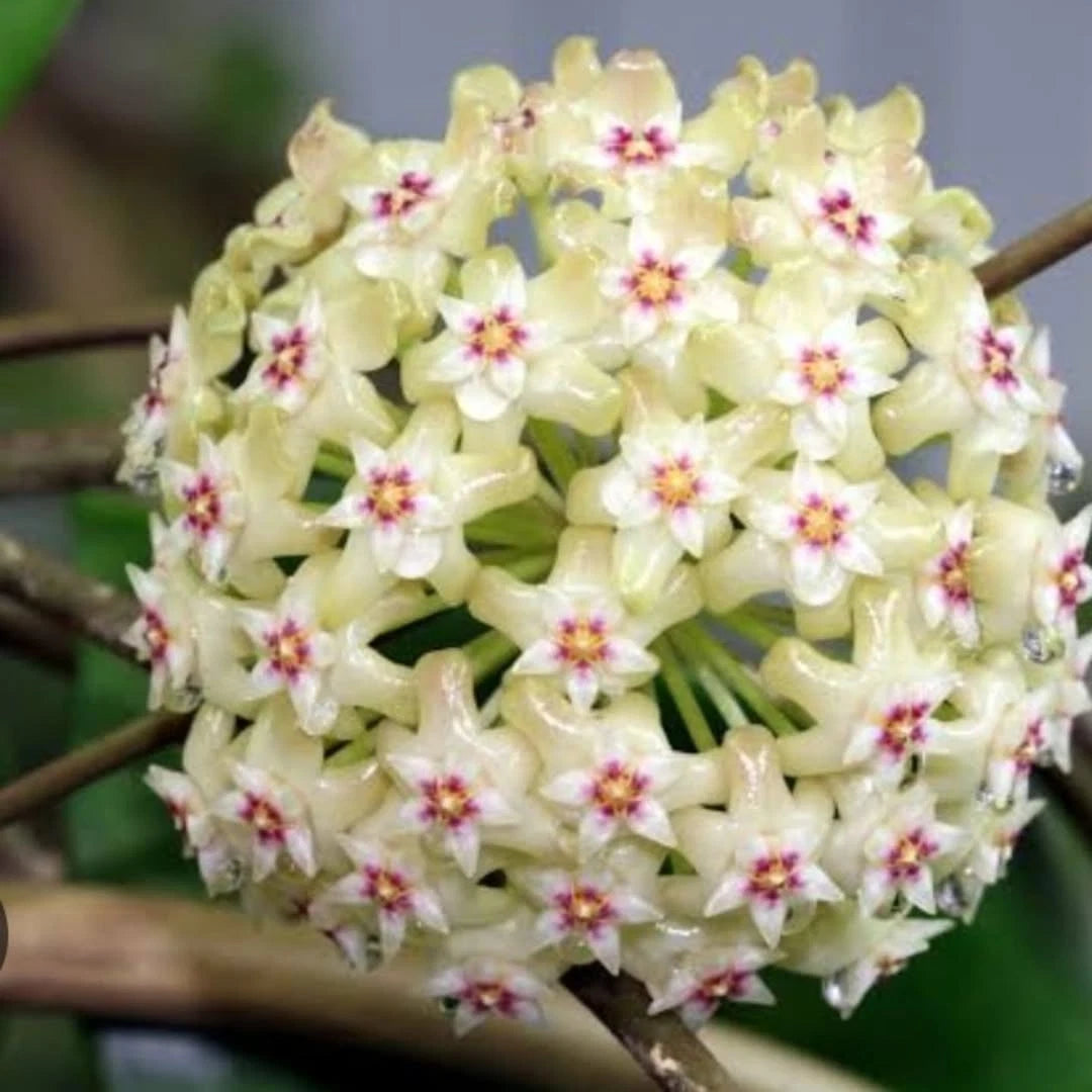 Rare Hoya cv. Citrina - Premium Fragrant Lime-Green Exotic Tropical Wax Plant