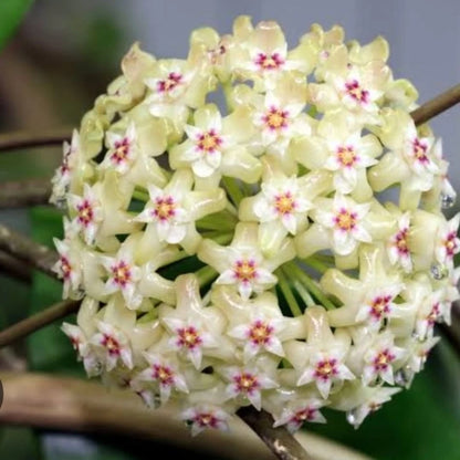 Rare Hoya cv. Citrina - Premium Fragrant Lime-Green Exotic Tropical Wax Plant