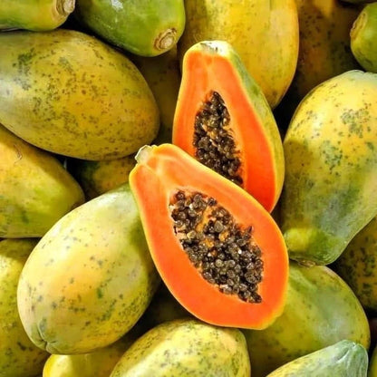 Bulk Red Cibinong Papaya Seeds (Carica papaya 'Red Cibinong') – 150+ Premium Fresh Rare Large Sweet Red Papaya Seeds for Planting