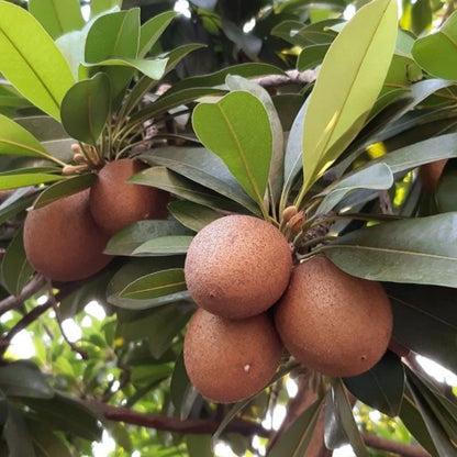Madu Sapodilla Seeds (Manilkara zapota 'Madu') – Premium Fresh Rare Sweet Madu Chico Zapote Seeds for Planting