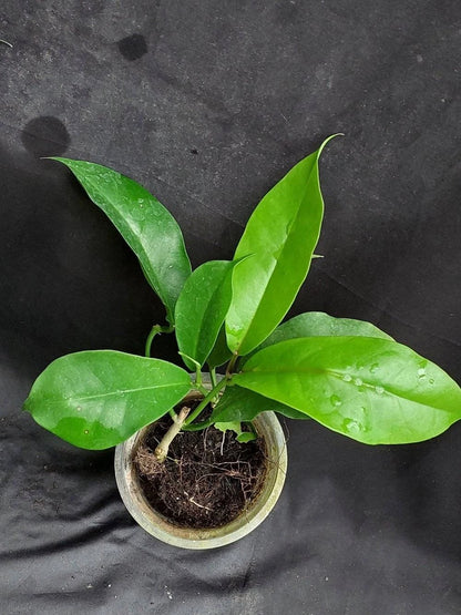 Hoya albiflora (sp. Papua) – Rare Tropical Wax Plant
