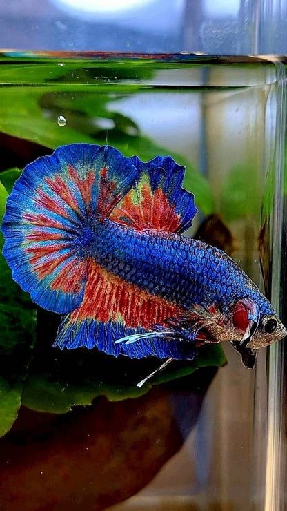 Rare Plakat Blue Vanda Fire - Premium Import Betta Fish From Indonesia