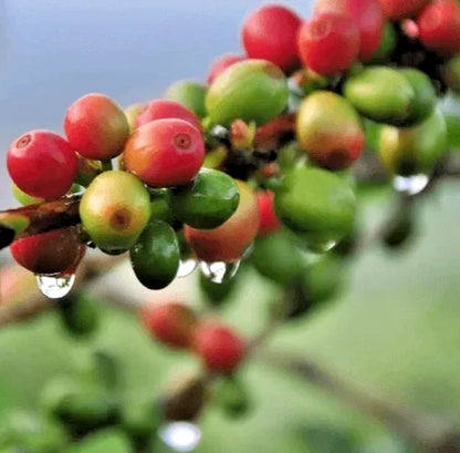 Typica Coffee Seeds (120+ Bulk Seeds, Coffea arabica var. Typica) – Heirloom Arabica Gourmet Coffee Bean Plant Seeds for Planting
