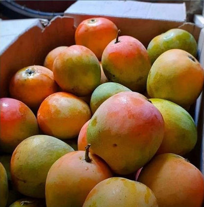 Premium 'Gedong Gincu' Mango Grafted Seedling – Elite Indonesian Tropical Orchard Stock (Phytosanitary Certified)