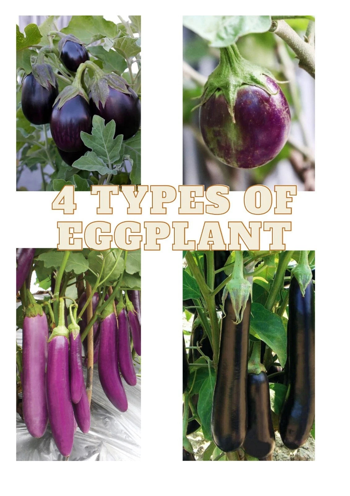 2,080+ Eggplant Seeds (Solanum melongena) Bundling 4 Cultivar Garden Package – Premium Certified Heirloom Fruiting Vegetable Seeds for Planting