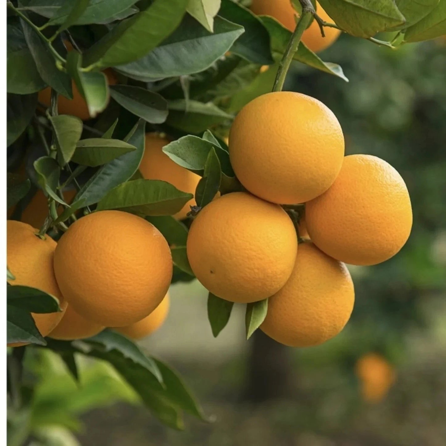 Trovita Orange Seeds (Citrus sinensis / 100+ Premium Sweet Citrus Fruit Seeds) – Premium Exotic Botanical Specimen Plant Seeds for Planting