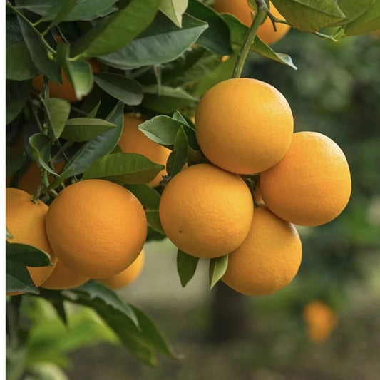 Trovita Orange Seeds (Citrus sinensis / 100+ Premium Sweet Citrus Fruit Seeds) – Premium Exotic Botanical Specimen Plant Seeds for Planting