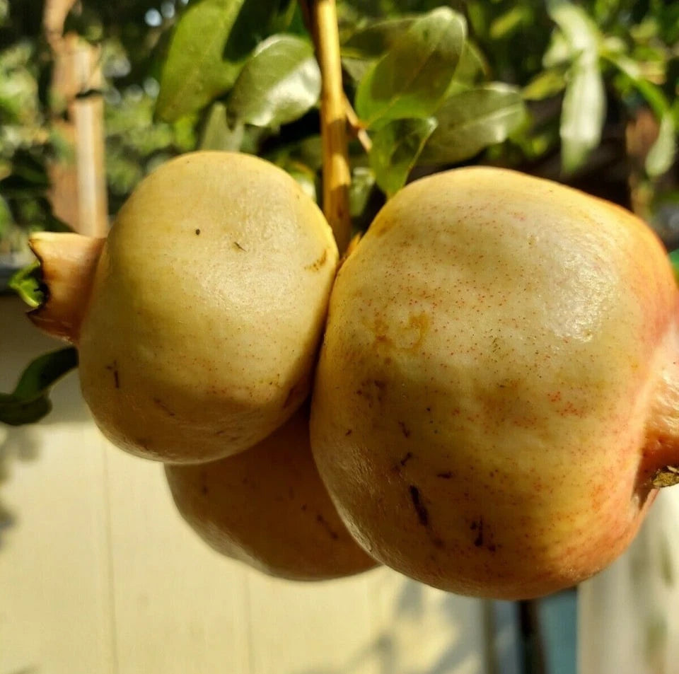 White Wonderful Pomegranate Seeds (Punica granatum 'White Wonderful') – 100+ Premium Fresh Rare Sweet White Pome Seeds
