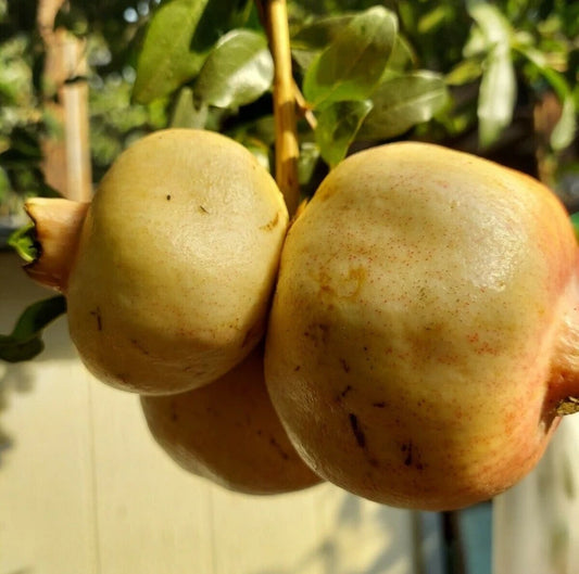 White Wonderful Pomegranate Seeds (Punica granatum 'White Wonderful') – 100+ Premium Fresh Rare Sweet White Pome Seeds