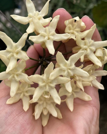 Hoya versteegii (Papua Selection) – Rare Tropical Wax Plant Live Epiphytic Vine for Indoor Collectors