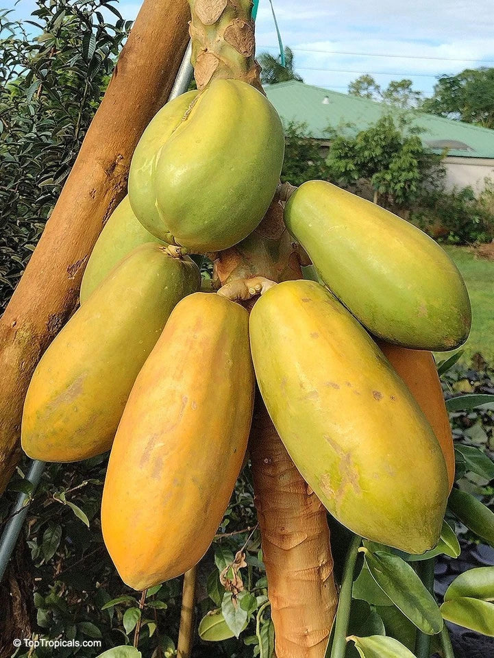 150+ Red Prima Papaya Seeds | Carica Papaya | Sweet Red Papaya Fruit | Fast Growing Plant