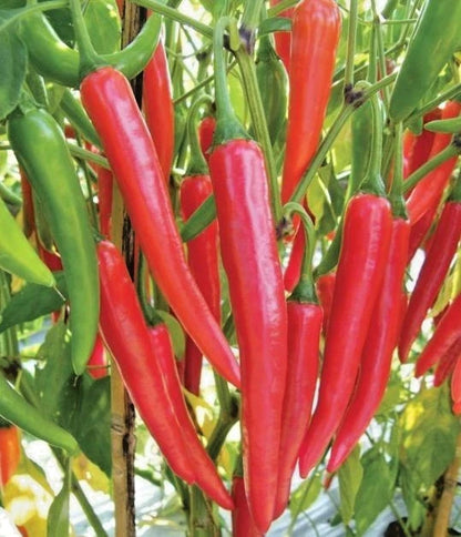 250+ Chili Pepper Seeds (Capsicum sp.) – Bundling 5 Cultivar Garden Package Certified Heirloom Vegetable Seeds for Planting