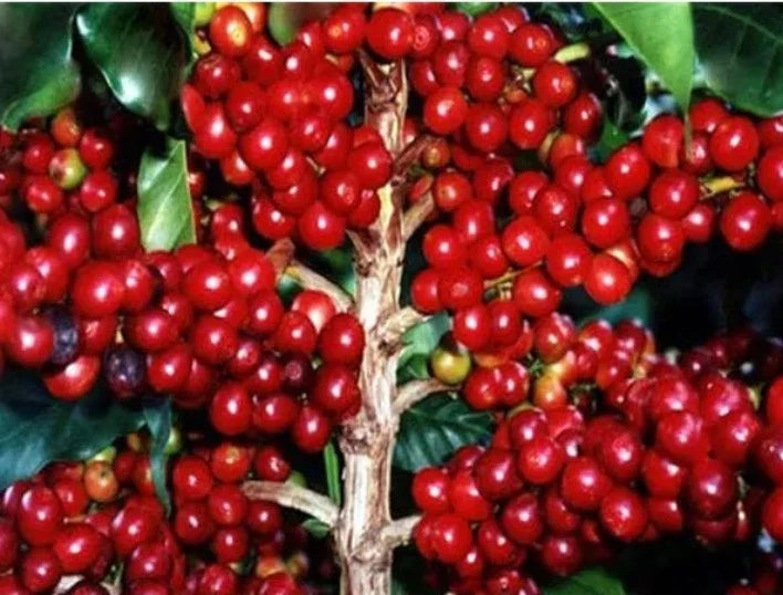Premium Excelsa Coffee Seeds (Coffea liberica var. dewevrei) – 120+ Rare Exotic High-Yield Specialty Coffee Seeds