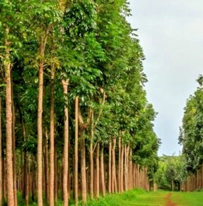 100+ Mahogany Tree Seeds | Swietenia Mahagoni | Exotic Timber Wood Tree | Fast Growing