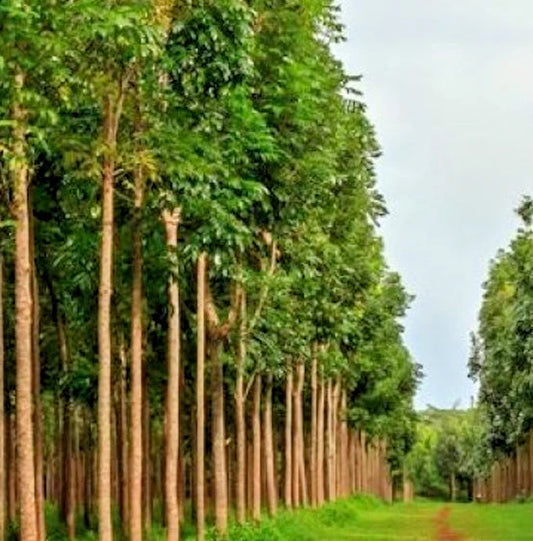 100+ Mahogany Tree Seeds | Swietenia Mahagoni | Exotic Timber Wood Tree | Fast Growing
