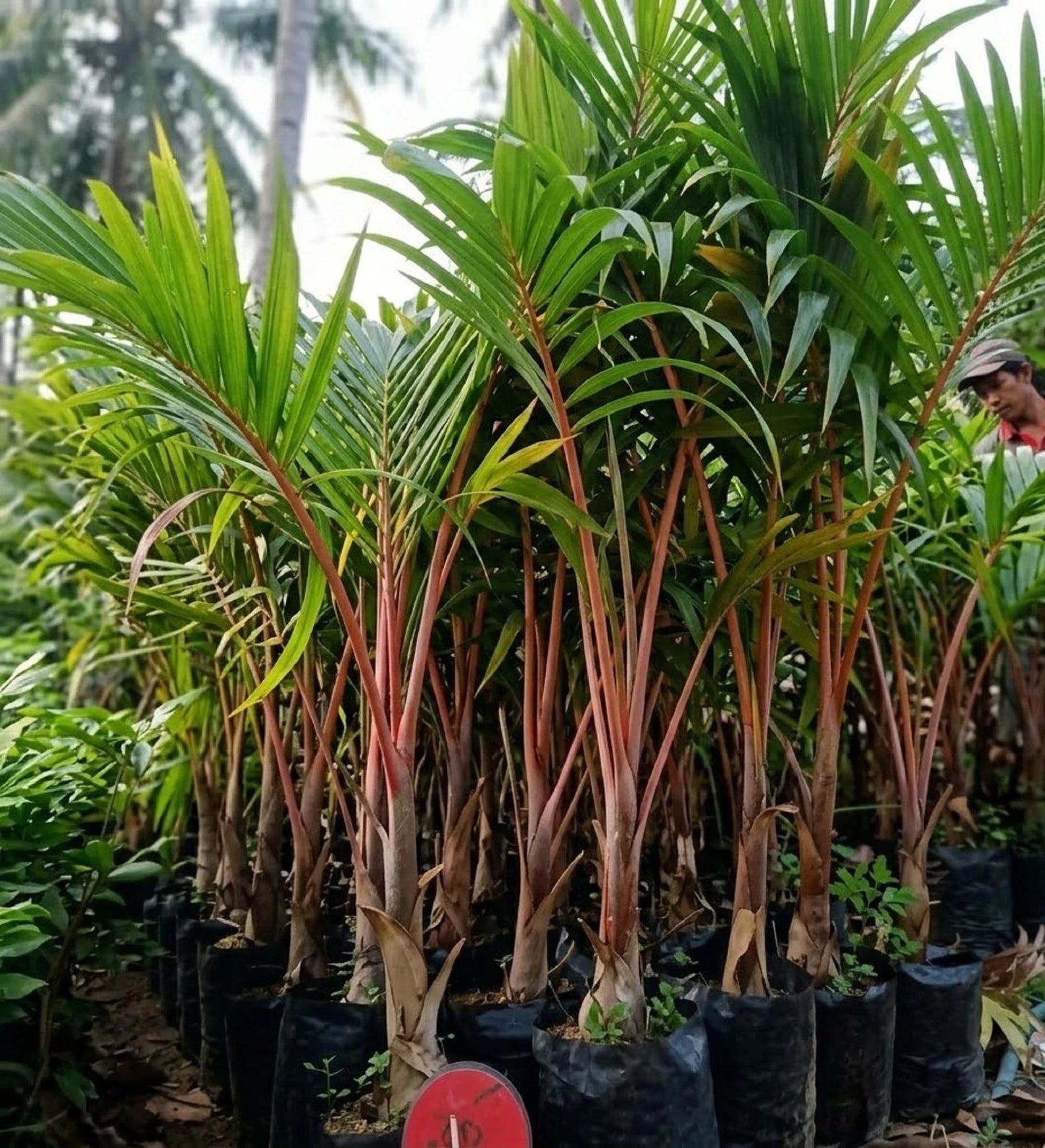 Red Sealing Wax Palm (Cyrtostachys renda) - Rare Tropical Statement Palm