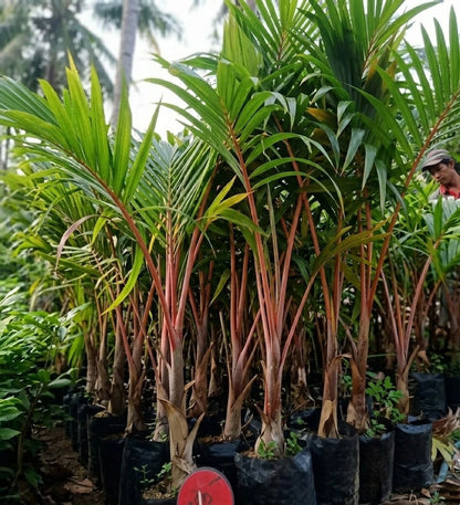Red Sealing Wax Palm (Cyrtostachys renda) - Rare Tropical Statement Palm