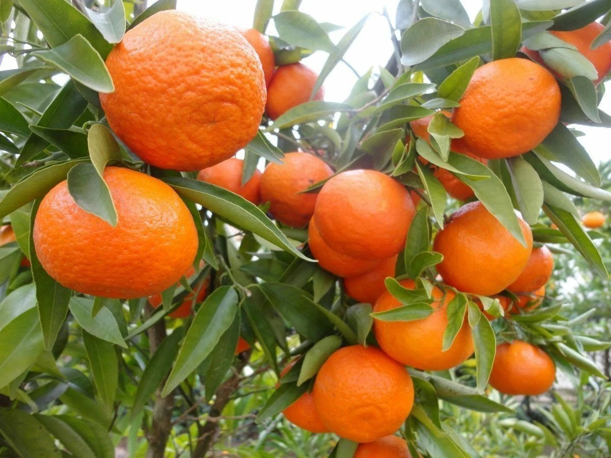 Fallglo Citrus Seeds (Citrus Natsudaidai) – Certified Heirloom Tangelo Hybrid Fruit Crop for Planting