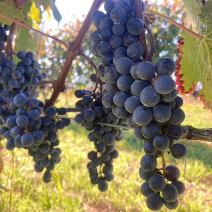 100+ Table Grape Seeds (Vitis vinifera var. Muscat Bailey A) – Premium Certified Heirloom Fruit Vine Seeds for Planting