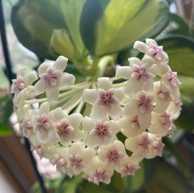 Rare Hoya Subquintuplinervis Variegated (Hoya subquintuplinervis var. Variegated) – Stunning Tropical Wax Plant Cutting / Rooted Node