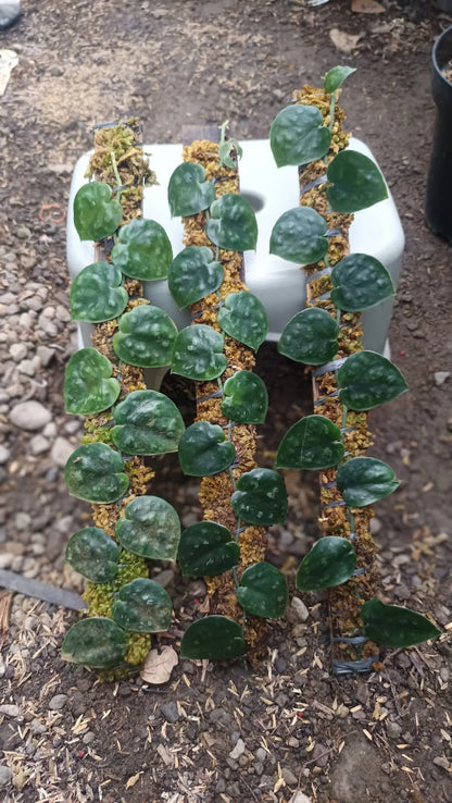 Scindapsus 'Black Mamba' (Borneo) – Rare Dark-Leaf Tropical Aroid