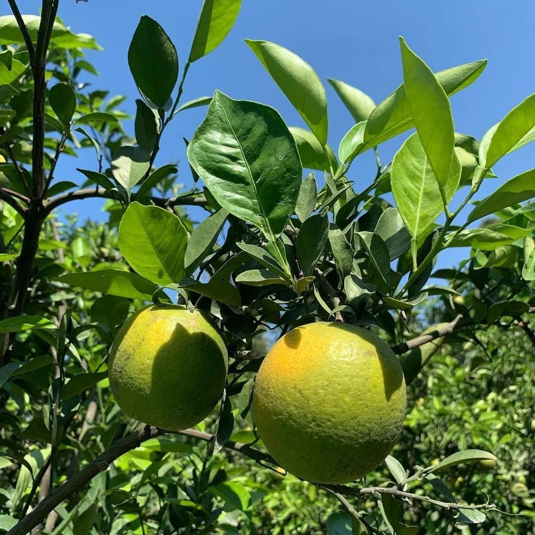 Baby Java Sweet Orange Seeds (Citrus sinensis) – 30+ Premium Fresh Citrus Seeds