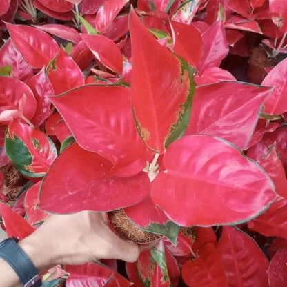 Rare Aglaonema Red Cherry - Premium Colorful Ornamental Tropical Aroid Indoor Houseplant