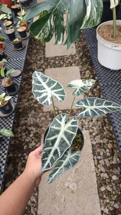 Alocasia amazonica 'Bambino' – Rare White Variegated Tropical Collector’s Plant