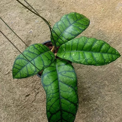 Hoya Callistophylla 'Obsidian' Rare Tropical Indoor Outdoor Wax Plant Seeds / Cuttings (Hoya callistophylla 'Obsidian') – Premium Certified Dark Veined Waxflower Plant for Planting