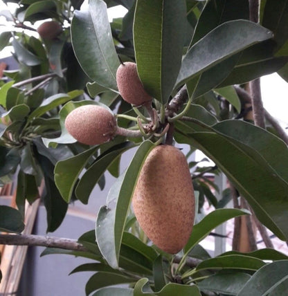 Kmak Sapodilla (Manilkara zapota) – 35+ Premium Chikoo Seeds