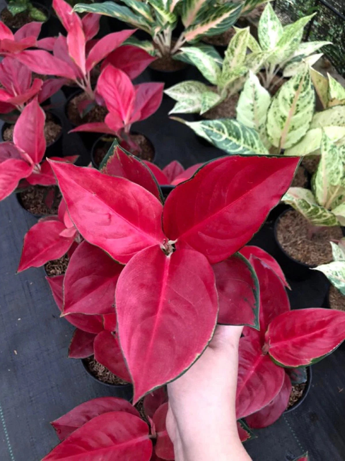 Rare Aglaonema Suksom Jaipong Live Plant - Vibrant Red & Pink Tropical Houseplant