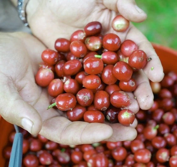 BP42 Coffee Seeds (120+ Bulk Seeds, Coffea canephora var. BP42) – Premium Indonesian Robusta High-Yield Gourmet Coffee Bean Plant Seeds for Planting