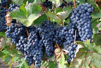 Bangalore Blue Grape Seeds (Vitis vinifera x labrusca hybrid / 100+ Aromatic Blue Table & Wine Grapevine Seeds) – Premium Exotic Botanical Specimen Plant Seeds for Planting