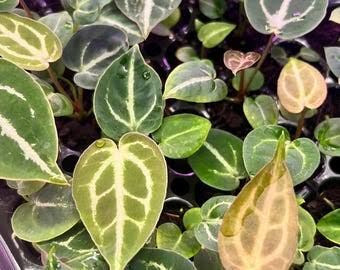 Anthurium Magnificum x Silver Blush – Premium Variegated Hybrid