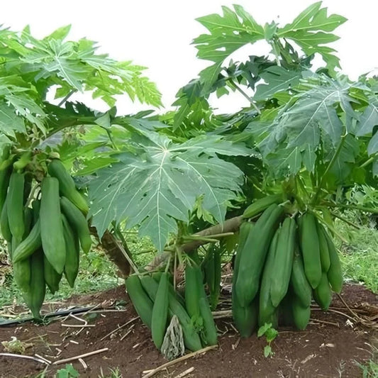150+ Kingsland Papaya Seeds (Carica papaya var. 'Kingsland') – Premium Sweet Commercial Tropical Fruit Tree Seeds for Planting